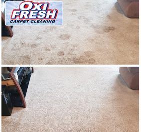 Oxi Fresh Carpet Cle...
