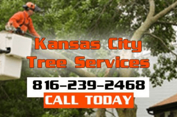 Kansas City Tree Removal Service