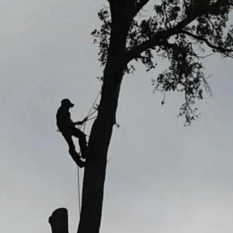 Randy Smith’s Tree Care