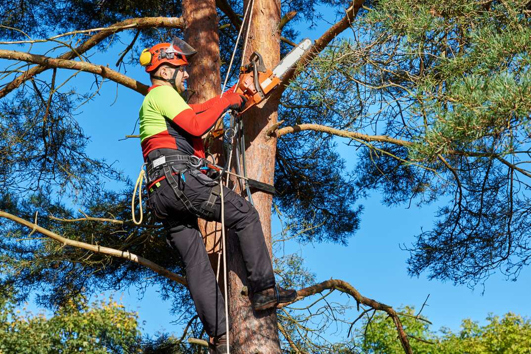 Southern Roots Tree Care