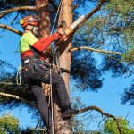 Southern Roots Tree Care