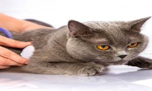 The Neighborhood Vet